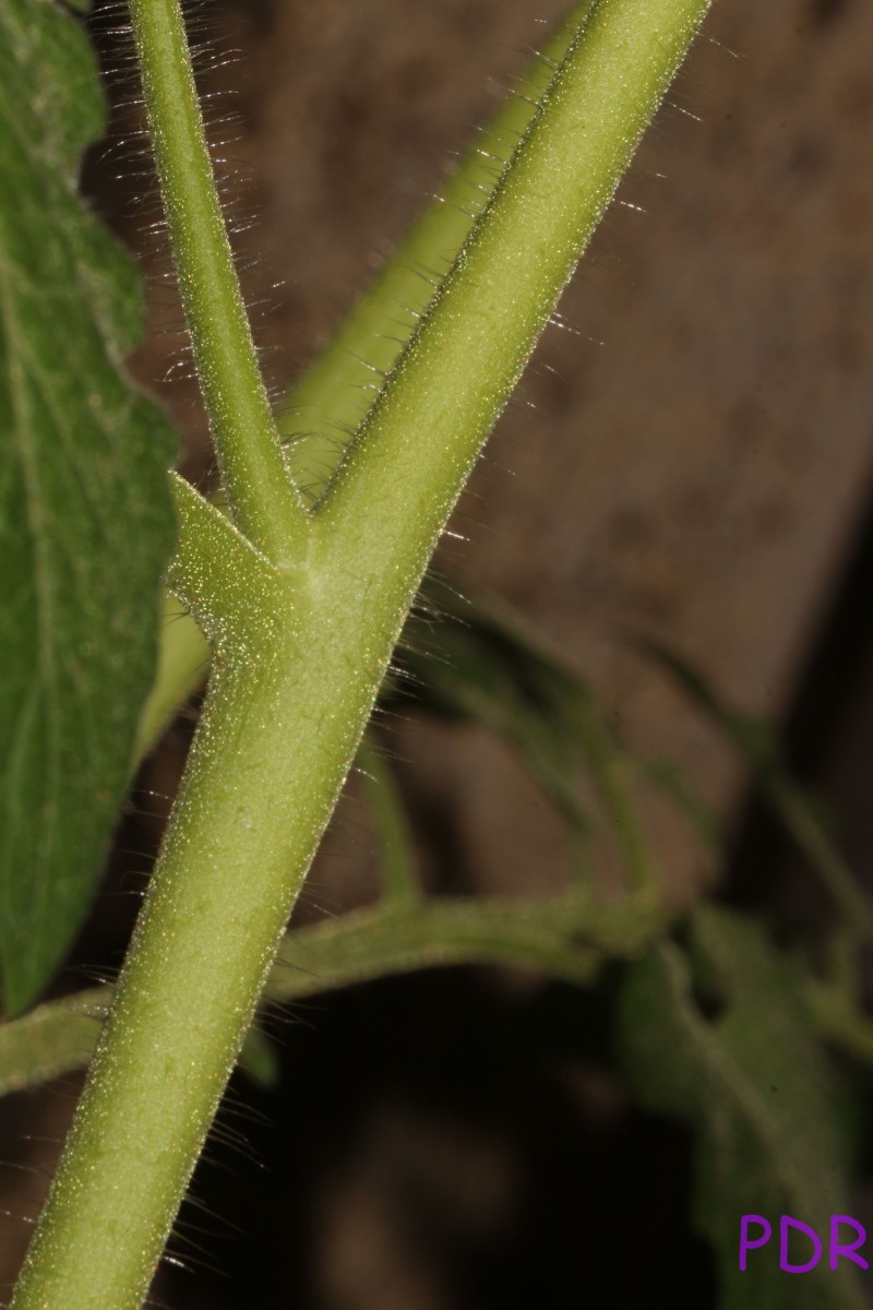 Solanum lycopersicum L.